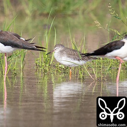 アカアシシギ冬羽へ。
