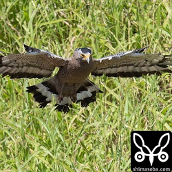 獲物を見つけて飛び出したカンムリワシ。