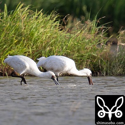 2羽で仲良く採餌していました。獲物はヤゴなどのようでした。