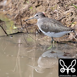 クサシギ幼鳥。