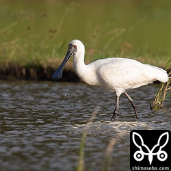 クロツラヘラサギ成鳥。沖縄本島では越夏するので通年見られるクロツラヘラサギですが、石垣島ではこの時期から来年の春まで越冬します。