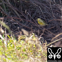 マヒワのオス成鳥。めちゃくちゃ遠かったので超トリミング。^^;