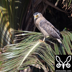 バナナに止まって獲物を探していました。