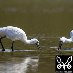 今日も同じ田んぼで過ごしていたクロツラヘラサギ。