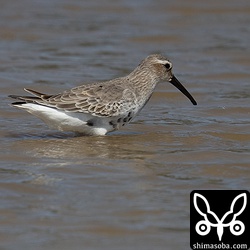 ハマシギ成鳥。夏羽から冬羽へ換羽中。