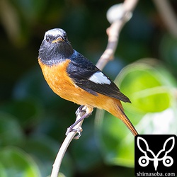 今年はジョウビタキが多そうな予感です。