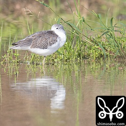 アオアシシギ冬羽。