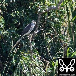 リュウキュウツミの幼鳥。
