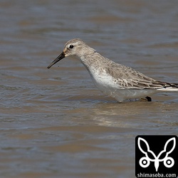 ハマシギ第1回冬羽。