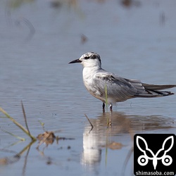 クロハラアジサシ成鳥。冬羽へ換羽中。