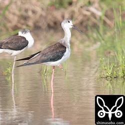 セイタカシギ成鳥メスの冬羽。左は第1回冬羽。