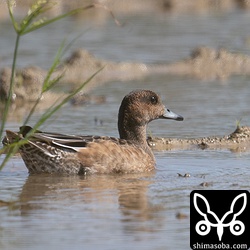 ヒドリガモは数羽の群れ。こちらは幼鳥と思われる個体。