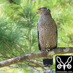 リュウキュウマツから牧場を見下ろしていたカンムリワシ。