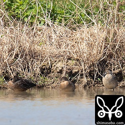コガモはあちこちの田んぼに大量に入っていた。一番左の個体はオスのエクリプスですが、生殖羽が数枚見えていますね。