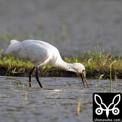 クロツラヘラサギの若い個体。