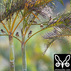 アトリは数十羽の群れでいました。