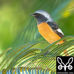 ジョウビタキのオス。美しい。