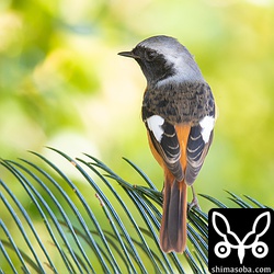 愛想の良い個体で背中も見せてくれました。