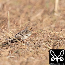 換羽中で顔に赤みの残るムネアカタヒバリのオス。