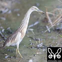 いつもの場所でジャワアカガシラサギ。発見当初に比べて行動範囲が狭いです。