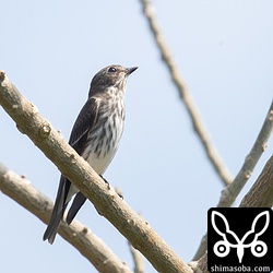 エゾビタキ成鳥。数は減っていますが、出会いはあります。