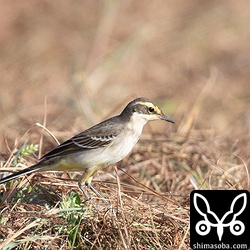 ツメナガセキレイはほとんど(キマユ)ツメナガセキレイ幼鳥でした。