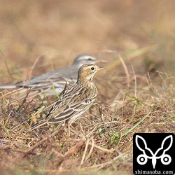 ムネアカタヒバリ冬羽。十数羽はいた。後は(キマユ)ツメナガセキレイ幼鳥。