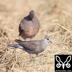 ベニバトの成鳥メス。首輪が薄い個体です。