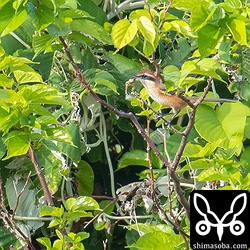 草むらに飛び込んだと思ったらカエルを捕まえてはやにえをつくっていた。