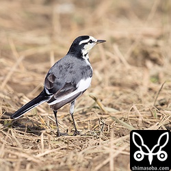 ハクセキレイのオス第1回冬羽。タイワンハクセキレイと群れをつくっていた。
