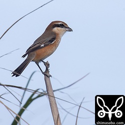 モズ特有の尾羽を回す行動は見られなかった。