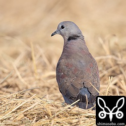 ベニバトのオス第1回冬羽。