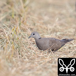 ベニバトのメス第1回冬羽。