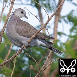 ベニバトの成鳥メス。