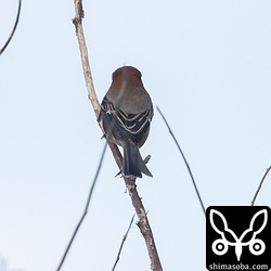 後ろ姿だけでも石垣島で見ると違和感ありあり。シマアカモズに比べてモズの方がぽってりしている印象。