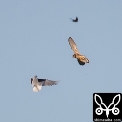 カタグロトビとチョウゲンボウの戦いを傍目に周りをツバメが飛び回っていました。