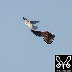 チョウゲンボウ幼鳥がカタグロトビの背後から襲いかかる。