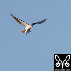 ホバリングするカタグロトビ。