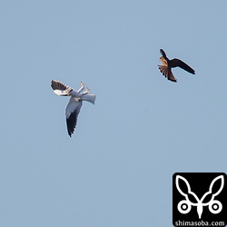 カタグロトビも鋭い爪を投げ出し応戦。