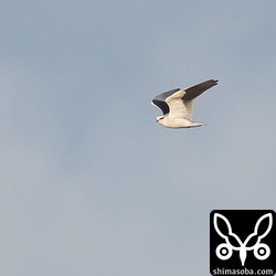 水平飛行する姿も特徴的で遠くからでも一目でカタグロトビと分かります。