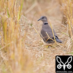 ベニバト成鳥メス。