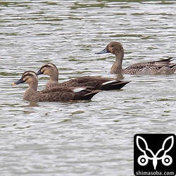 今季初確認のオナガガモのオス。幼羽から第1回生殖羽へ換羽中。