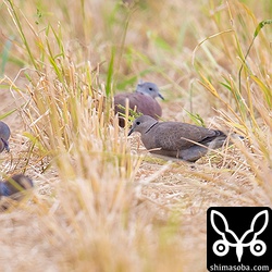 ベニバトのメス第1回冬羽。