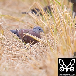 ベニバトのオス。幼羽から第1回冬羽へ換羽中。