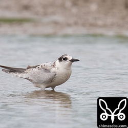 クロハラアジサシ幼鳥。そーいえば、石垣島に帰ってからハジロクロハラアジサシを見ていないな。