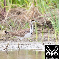 2羽いるレンカクは稲の間を出たり入ったりしていた。