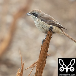 シマアカモズ第1回冬羽。