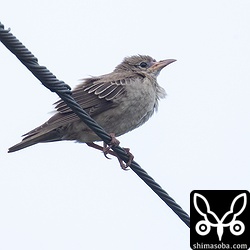 バライロムクドリ幼鳥。まだ第1回冬羽にもなっていませんが、このまま越冬してくれたらあの美しい夏羽が見られるかもしれません。2羽いるので期待。