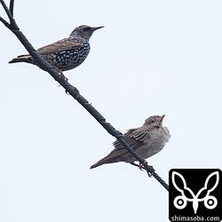 ホシムクドリと大きさ比べ。この個体の場合、わずかにバライロムクドリの方が小さいです。