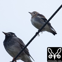 コムクドリは上のカラムクドリよりさらに小さいです。オスの幼鳥。